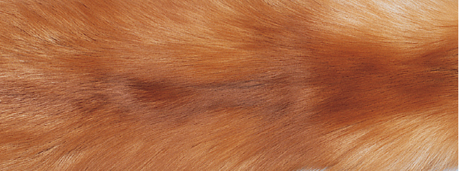 Jeté en fourrure de renard | 70 × 230 cm Renard doré/Beige