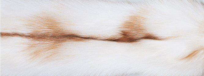 Jeté en cachemire bordé de fourrure de renard Rayon de soleil Renard/Beige