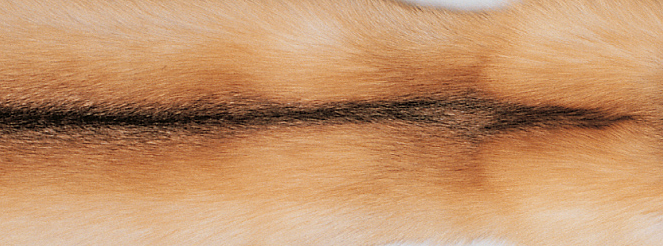 Jeté en cachemire bordé de fourrure de renard Renard doré/Beige